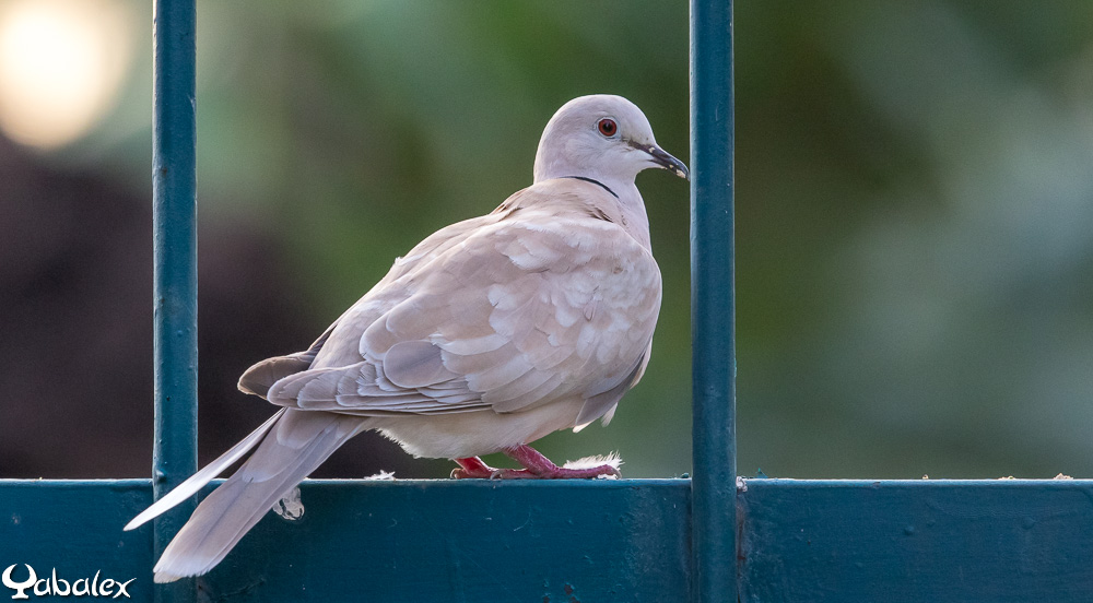 La tourterelle rieuse, espèce désormais dans la nature réunionnaise La tourterelle rieuse, espèce désormais dans la nature réunionnaise