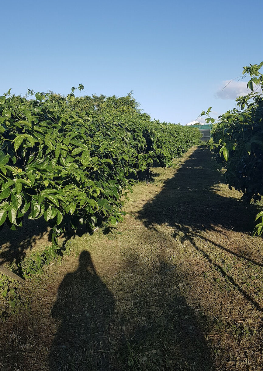 L'exploitation de la famille Roulof s'étend sur 2 hectares à Saint-André