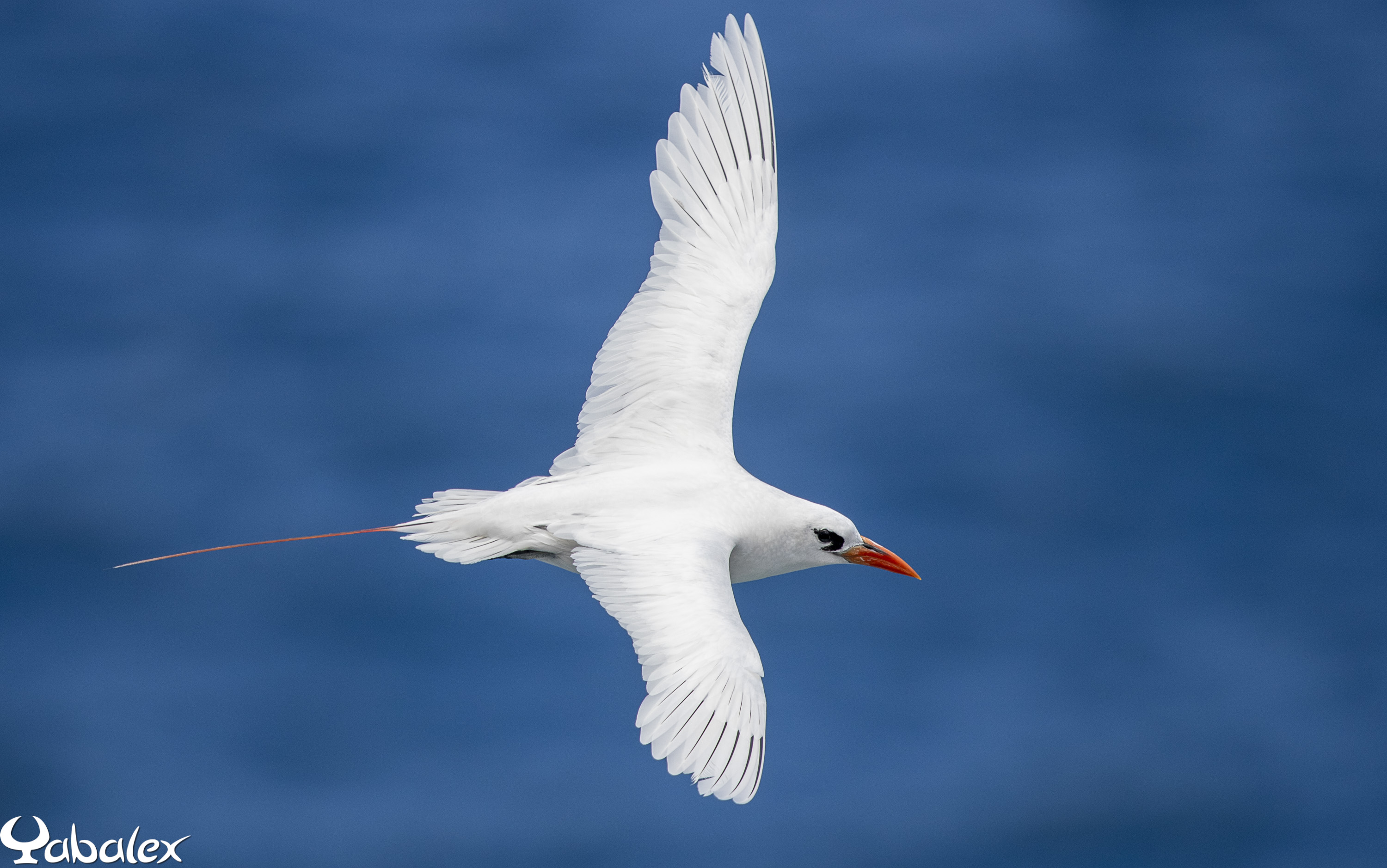 Envol d'un Paille-en-queue à brins rouges