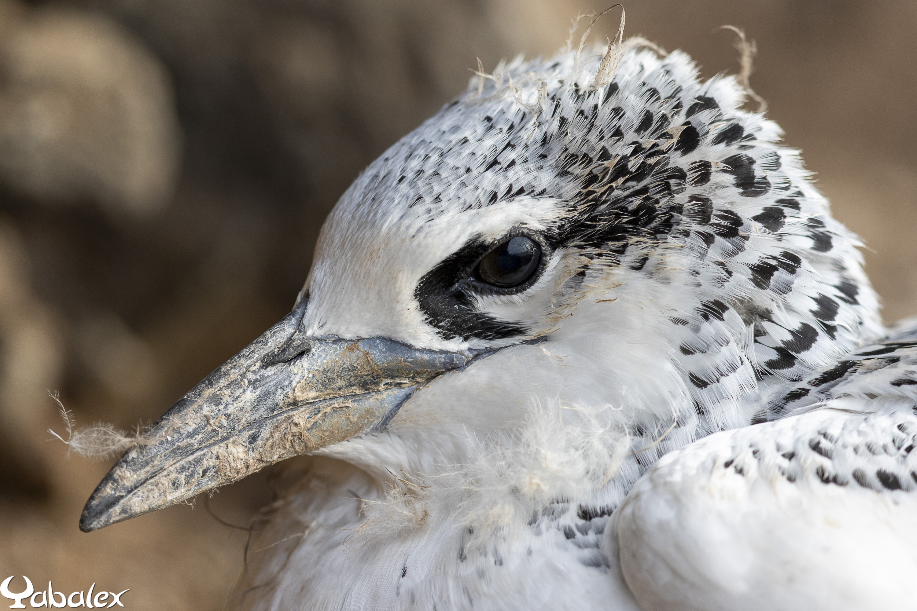Paille-en-queue à brins rouges: un miracle suspendu aux falaises de Saint-Leu