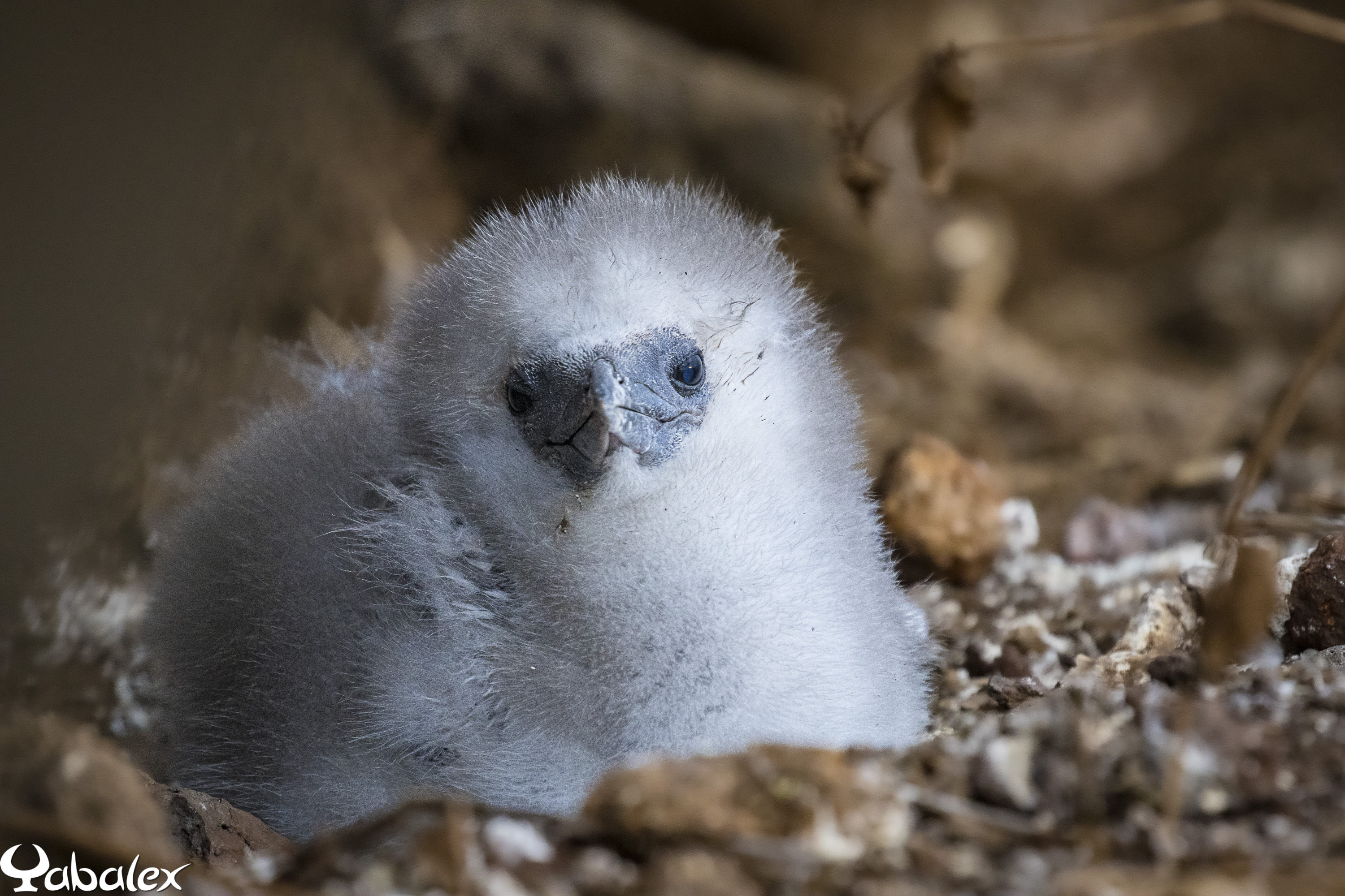 Yabalex a pu capturer un moment précieux après la naissance de l'oiseau: une petite boule de duvet blanc... Magnifique!