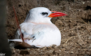Paille-en-queue à brins rouges: un miracle suspendu aux falaises de Saint-Leu