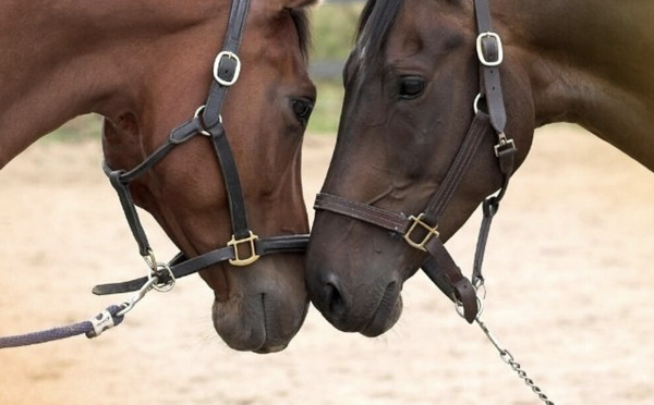 Deux jours dédiés au cheval à la Plaine des Cafres