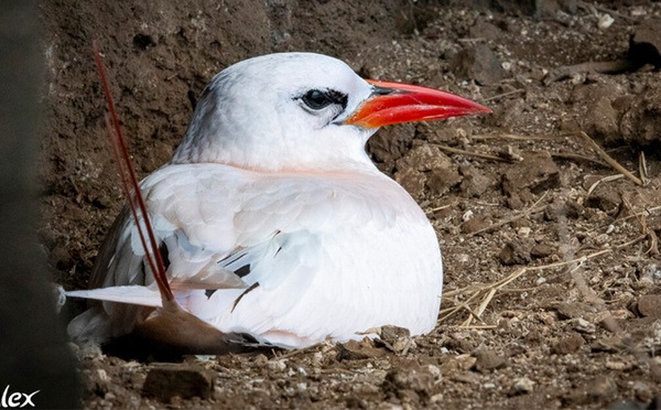 Paille-en-queue à brins rouges: un miracle suspendu aux falaises de Saint-Leu